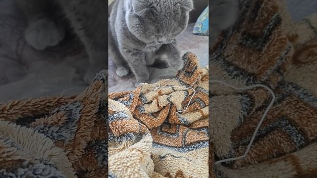 Шотландская вислоухая кошка Риана 09.05.2025.