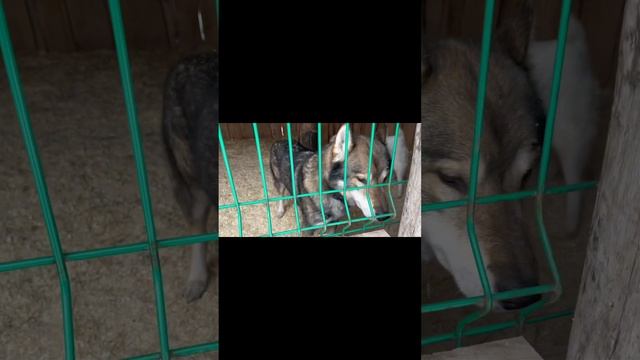 #DogWinter#питомник хаски в #Сосновке Саратовской области