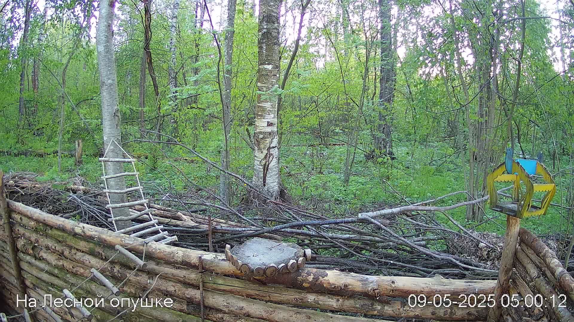 Весений лес онлайн   #Relaxing #природа #звуки леса #птицы  #погода