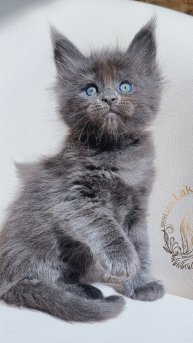 Ujiniya Mos Lakshestar котенок мейн кун 6 недель.