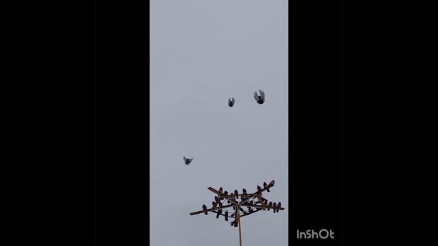 Торцовые голуби Регулярного ВИ
