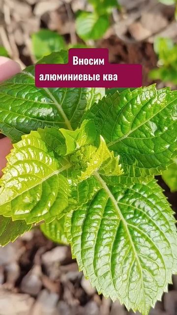 Хотите ГОЛУБУЮ ГОРТЕНЗИЮ? Тогда не прозевайте... #shorts #г