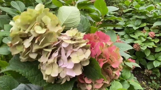 Як підготувати ГОРТЕНЗІЮ ✅до зими🌱ТРЯНДИ🌹ПІВОНІЇ ?