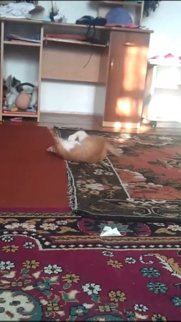 кот борец. классик