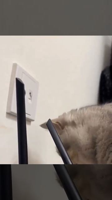 КОГДА ЗАБЫЛ ПОКОРМИТЬ КОТА