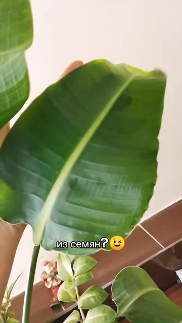 Стрелиция из семян.
