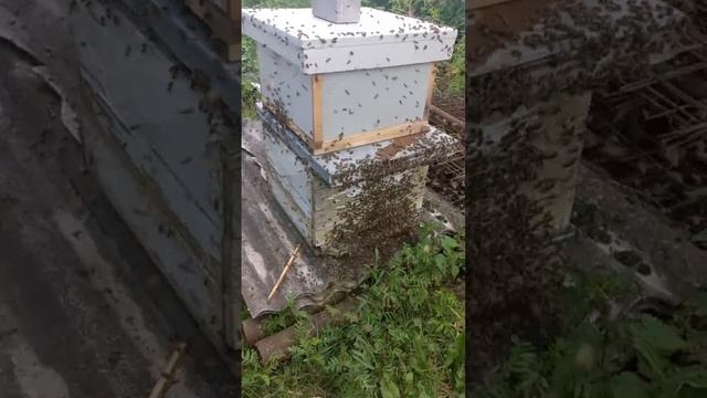 рой пчел ищет себе место