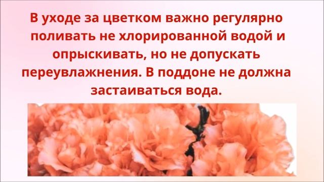Азалия
