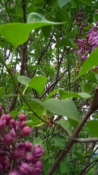 Красивая сирень