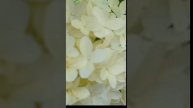Скайфол, и ничего другого. Гортензия для любого сада, к