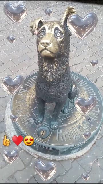 Собака верный друг человека ❤️👍😍