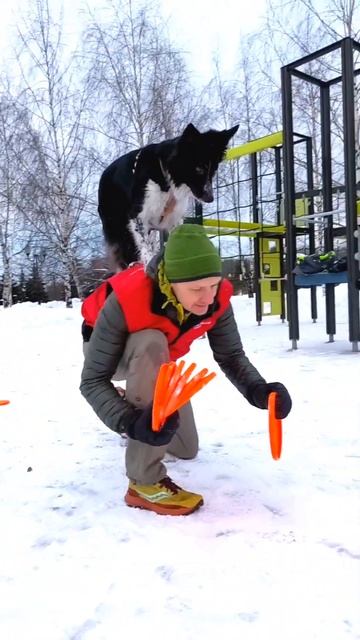 БК Астра - каскад на спине #bordercollie #workingdog #sportdog #dogsports
