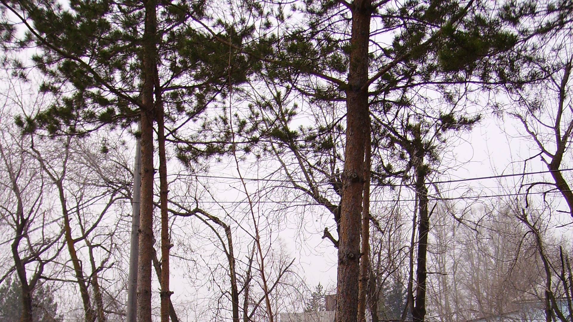 ОСОБЕННЫЕ ПЕСНИ