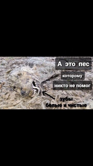 Собака, у которой есть СЕМЬЯ; The dog who has a family; Odessa, Ukraine, war