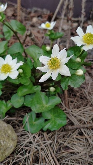 Калужница Альба (Cáltha palústris Alba) в нашем саду 2025
