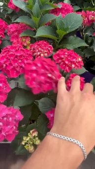 #hydrangea#macrophylla#hortensia#гортензия#garden#гортензія #shorts#アジサイ