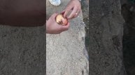 Пробую гранат с дерева
