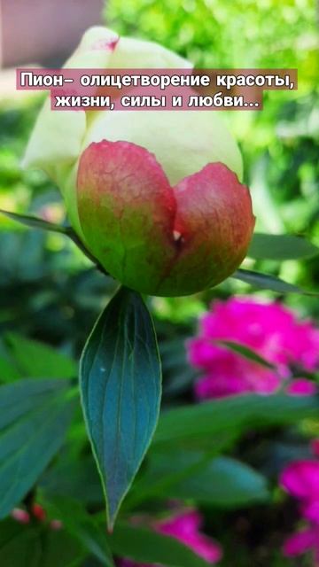 пионы #flowers #цветы