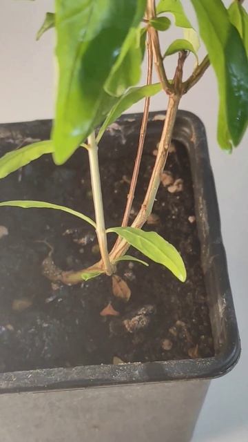Гранат / Punica #music #хобби #растения #nature #bonsai #природа