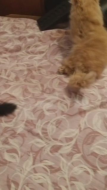 20250509_130756.mp4