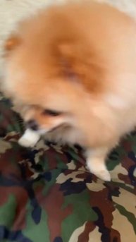 Арчи ты кукурузу больше есть не будешь #cat #dog #врек #вре?