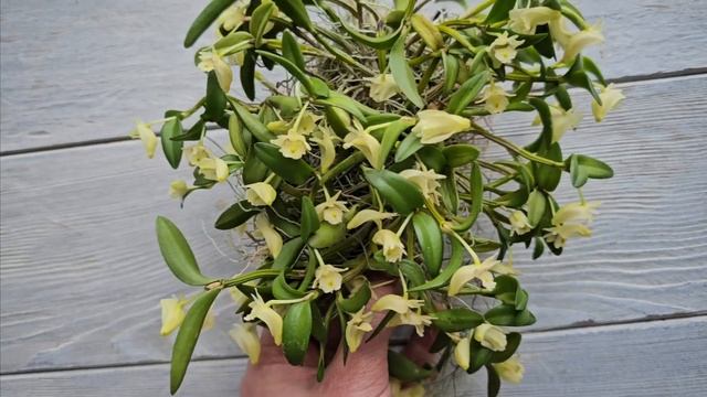 Орхидея дендробиум хименантум DENDROBIUM HYMENANTHUM