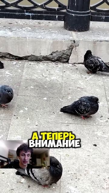 Голуби в Дубае совсем не такие, как в Москве!