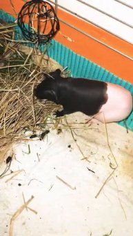 Guinea pig едят сено