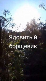десятки гектар борщевика Сосновского