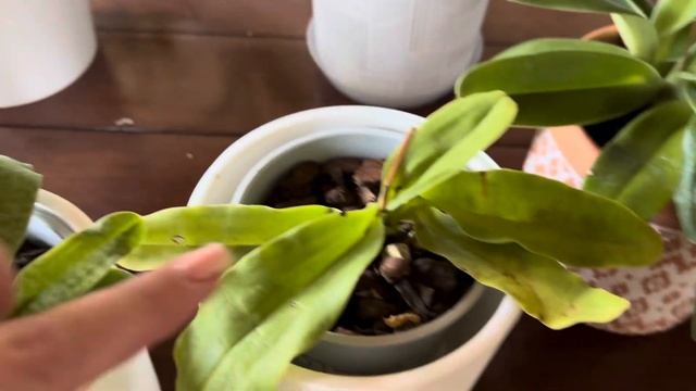 МОИ ДРУГИЕ ОРХИДЕИ 🌸( каттлеи)  ПЕРЕЕЗЖАЮТ НА « зимние