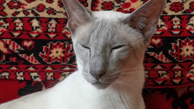 Сиамский кот ориентал