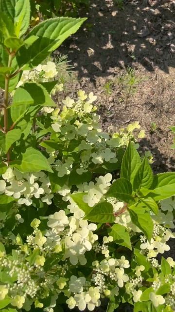 Метельчатая гортензия Полистар в полном цвету!#hydrangeaPol