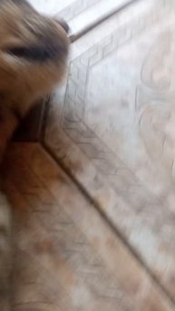 #животные у вас есть домашнее животное🫶