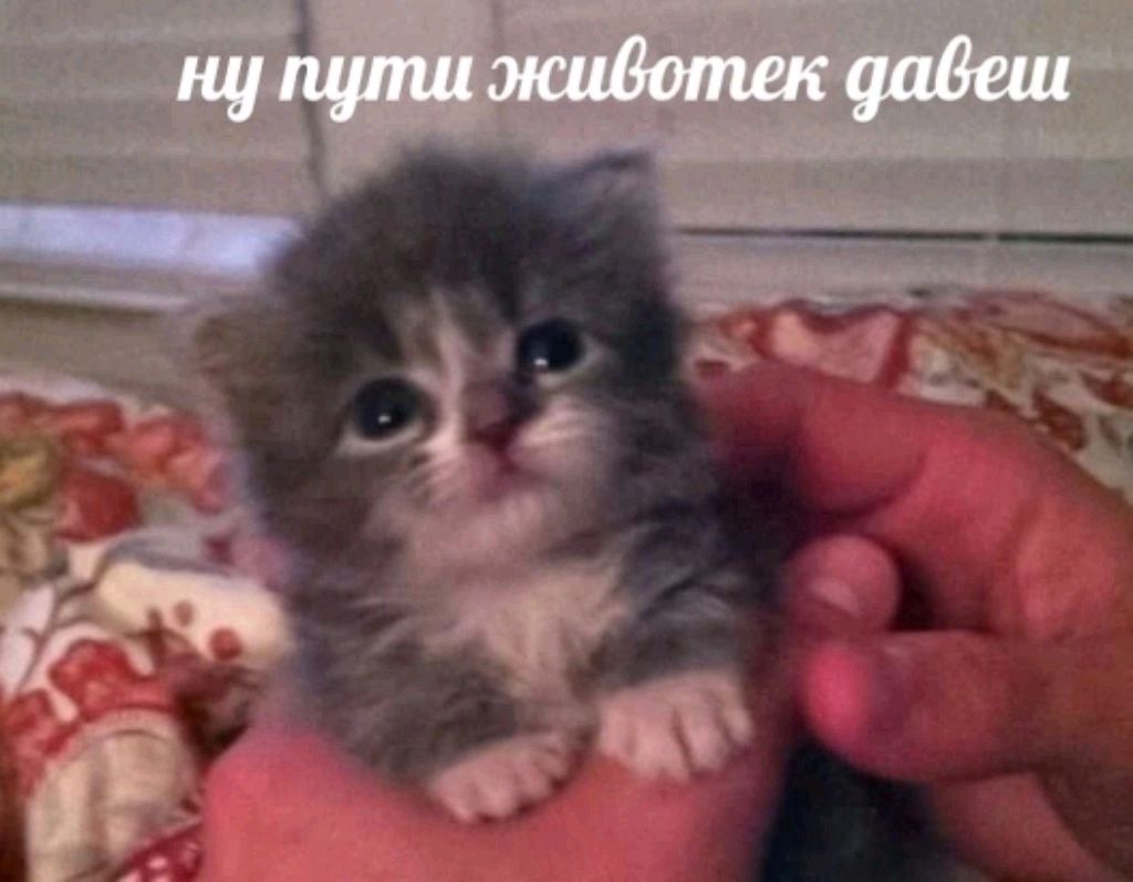 пр