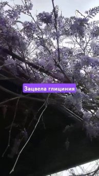 глициния зацвела