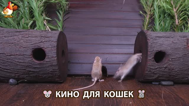 Видео для кошек про крысок развлекать питомцев 🐭🐀😂 (91)