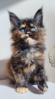 Umochka Mos Lakshestar котенок мейн кун 1 месяц и 2 недели.