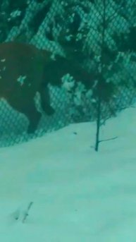 Лесные гости.🐿️🦊🌲 Карелия.