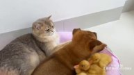 Кошка украла четырех утят и принесла их новому щенку. (2025 год)