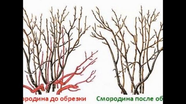 Як обрізати смородину навесні: рекомендації для початківців садівників