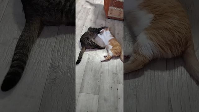 Смертельный поединок