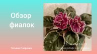 Обзор фиалок. Моя коллекция цветов.