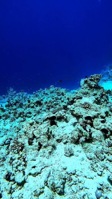 SharmWave diving center - дайвинг клуб в Шарм эль Шейхе