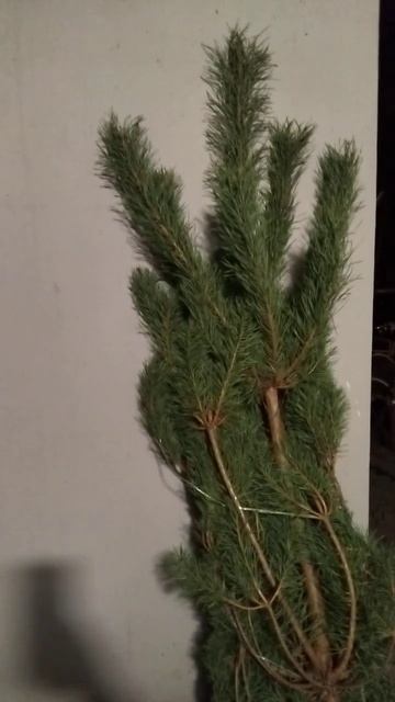 СОБАКА НЕ ХОЧЕТ ОБУВАТЬСЯ!