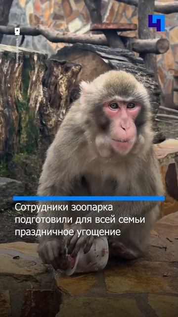 В Ленинградском зоопарке отпраздновали дни рождения ?