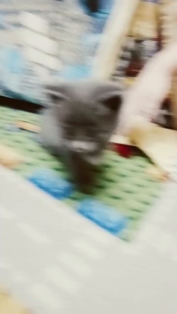 а у вас есть домашнее животное у меня котик