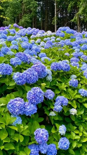 hydrangea#hortensia#гортензия#garden#гортензія#flowers#arboresсеns#jardin#short