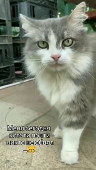А надо 8 раз в день😊🐈❤️ #shortvideo #cat #cutecat #funnyvideo #котики