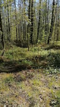 парк Сосновая поляна
