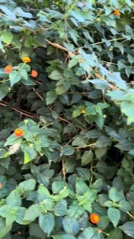 Цветёт и не устаёт #красота #природа #жизнь